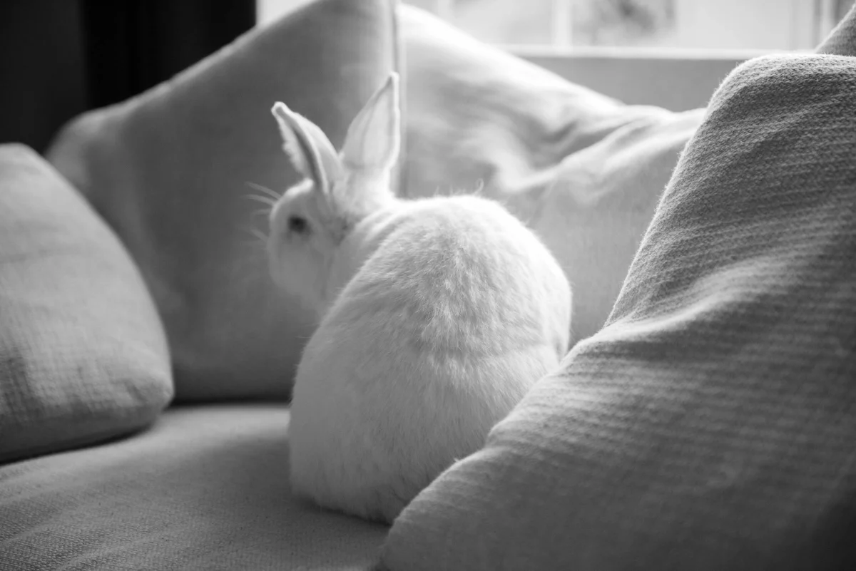 Belinda is not allowed on the couch.