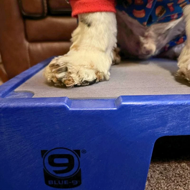 Close-up of a dog's paw resting on a blue dog bed.