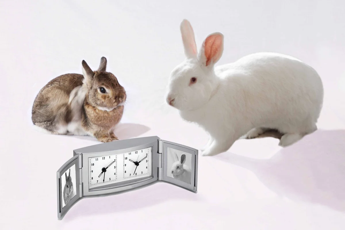 IMG_BELINDABIGAIL-CLOCK-LR2