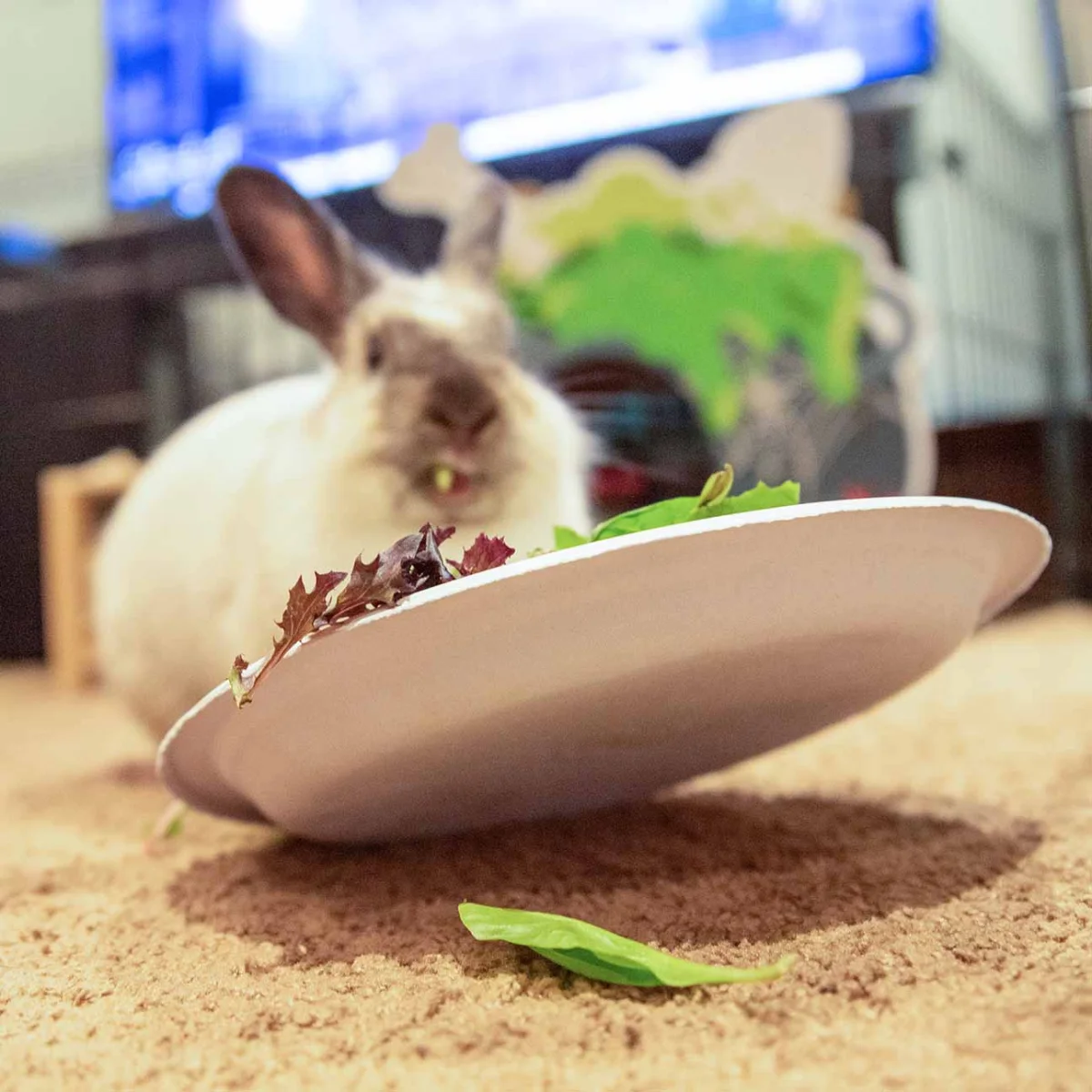 Eleanor with salad