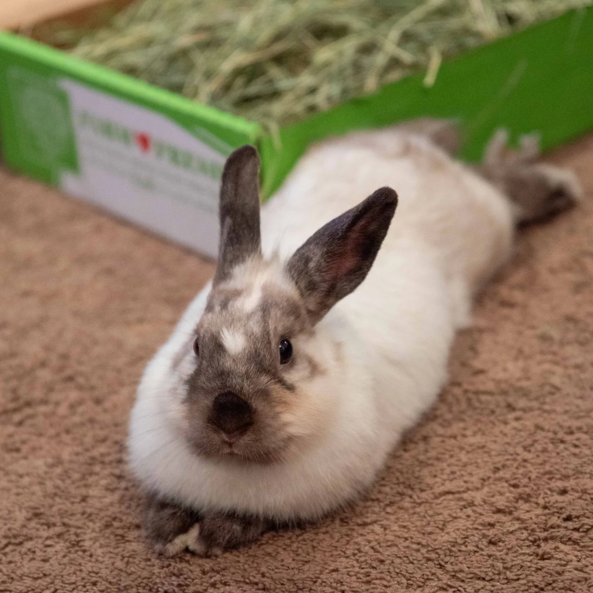 Eleanor with hay box
