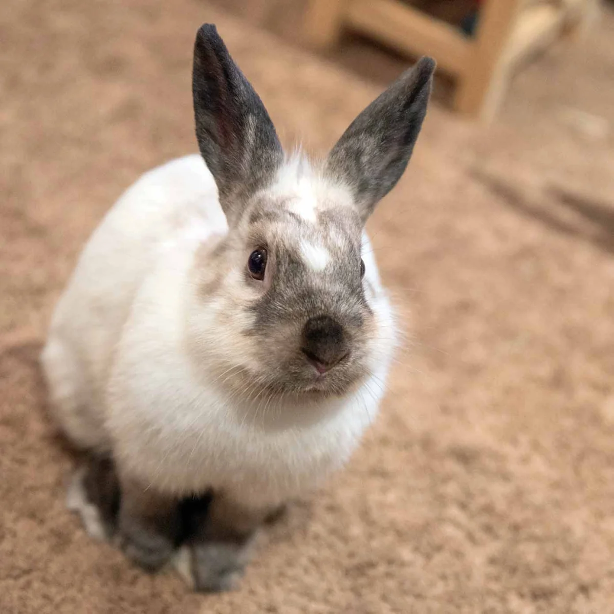 Eleanor watching camera