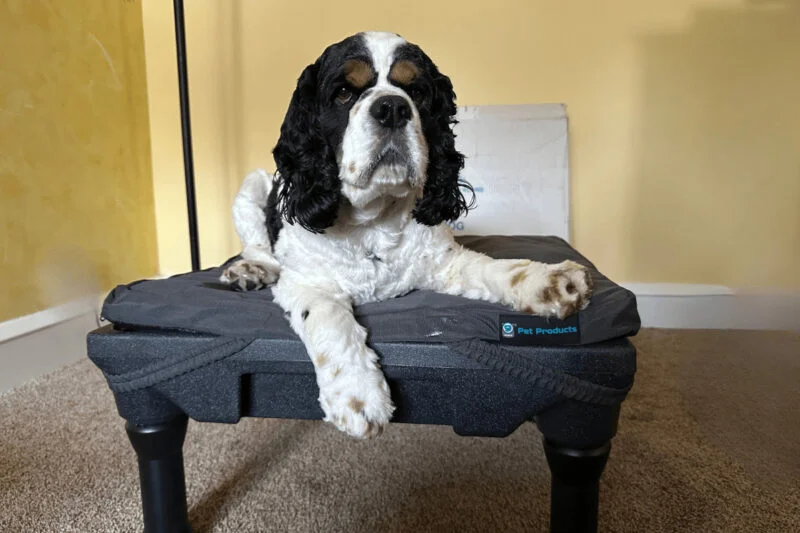 How to Stop Your Dog From Jumping on People All Year Round