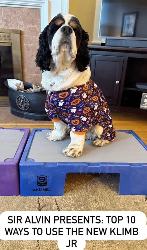 dog sits on dog training platform