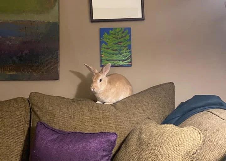 Former Foster Bunny Faith 2