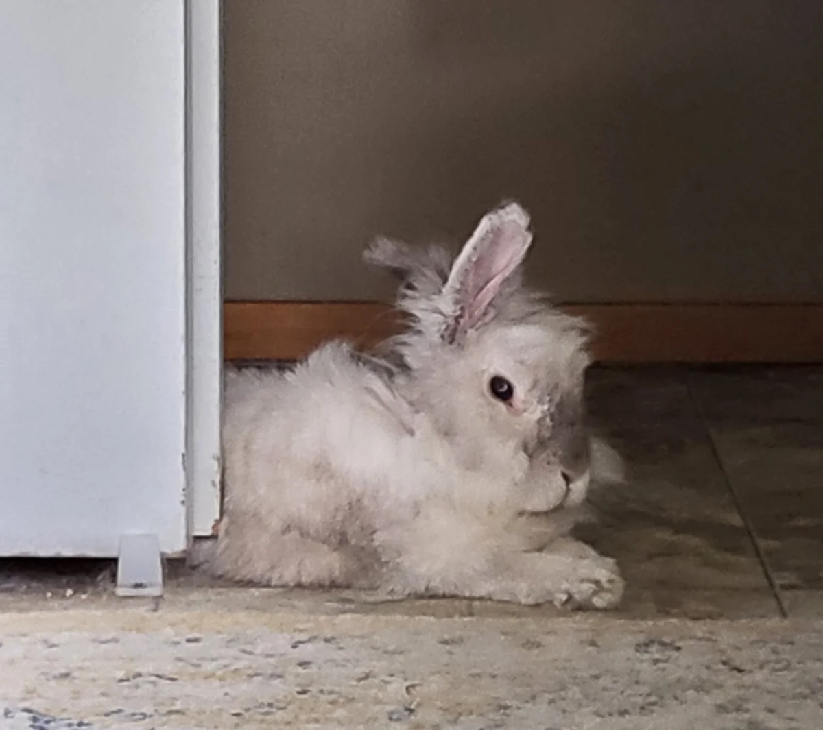 Lucias. 8 year old Lionhead