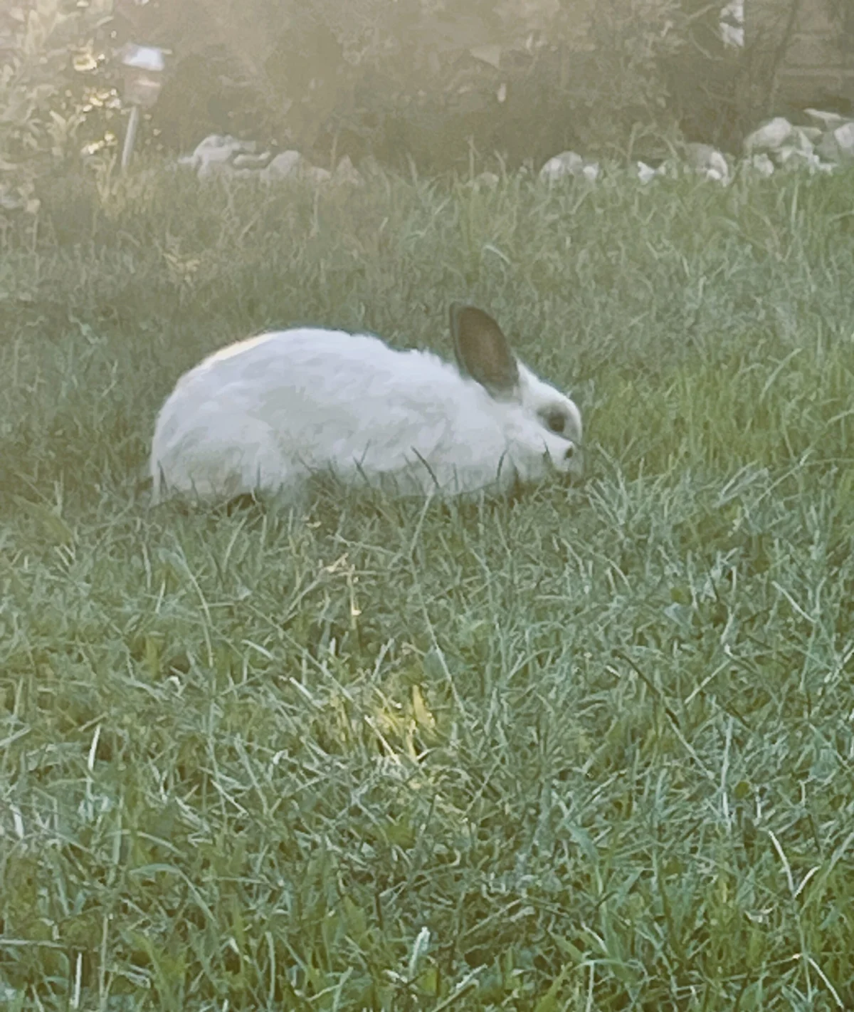 Belinda Says Hay: ”Helping a Lost Rabbit”