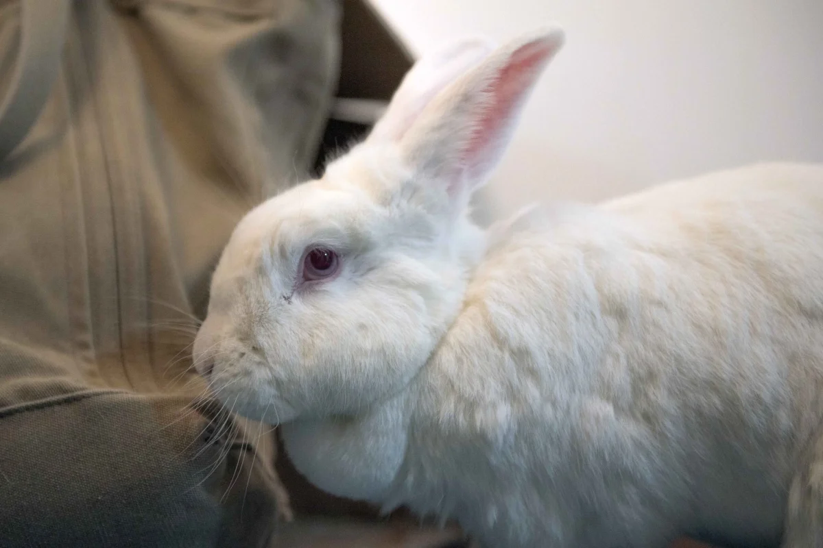 Belinda Says Hay: ”A Survey for Rabbits”