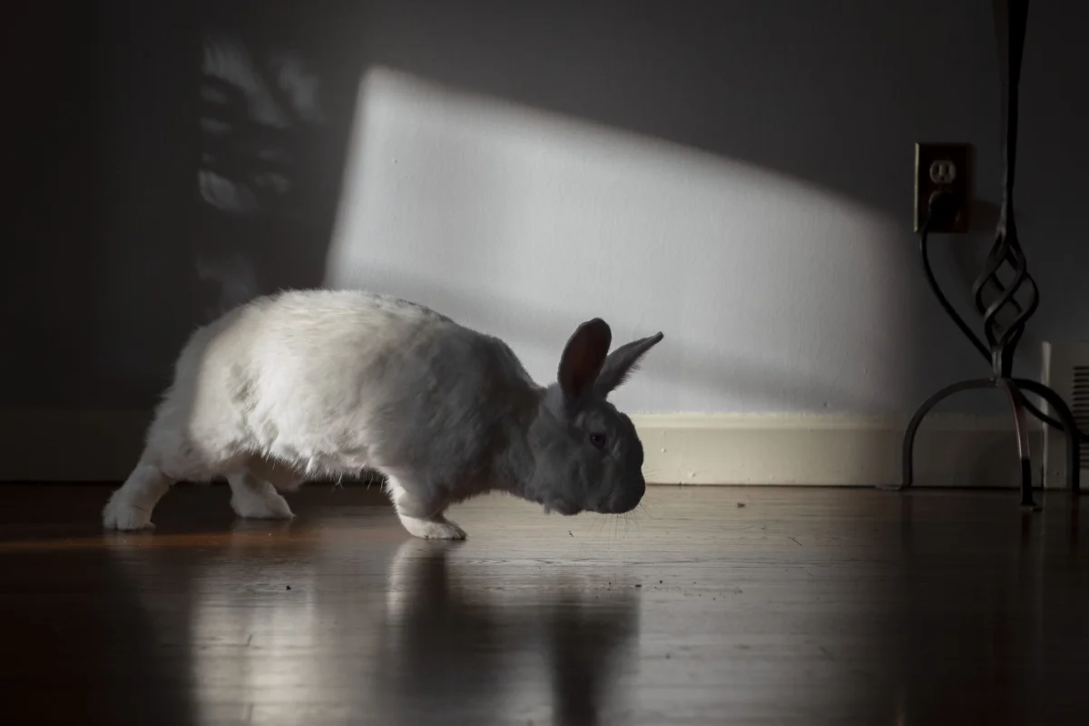 Belinda runs in the shadows