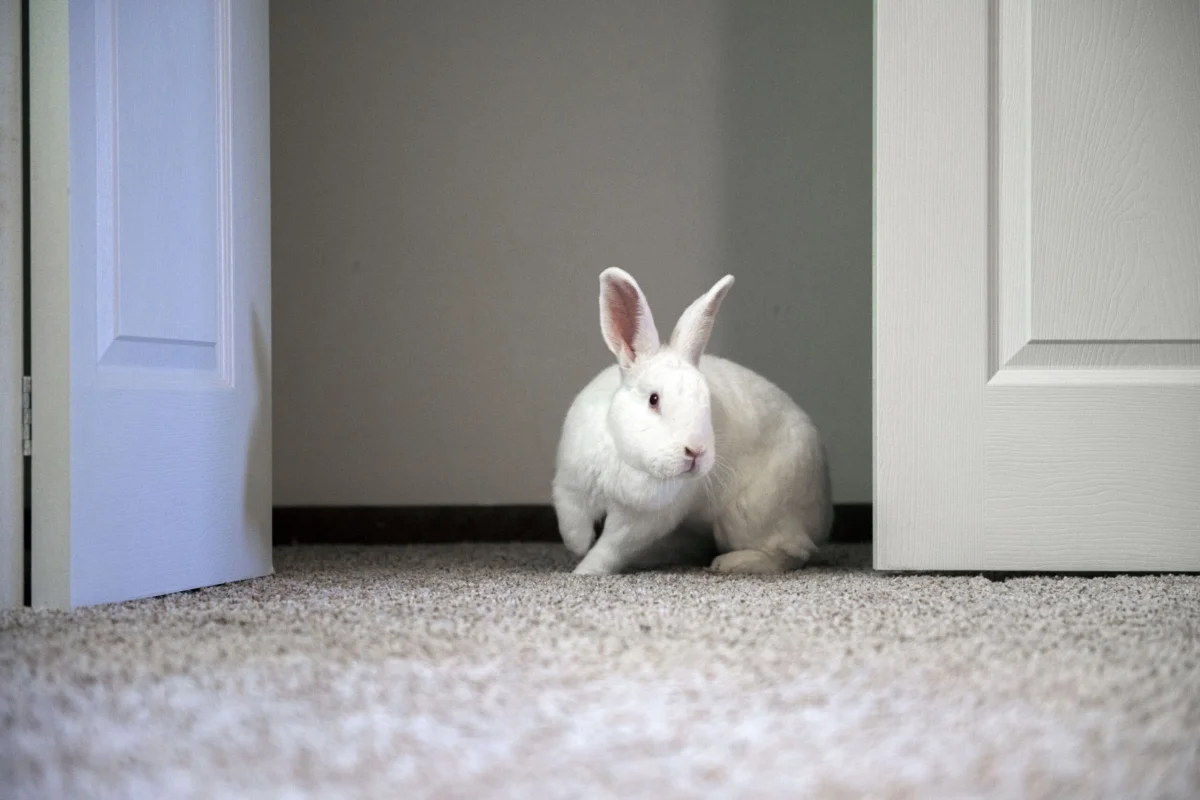Belinda tries to hide behind a door