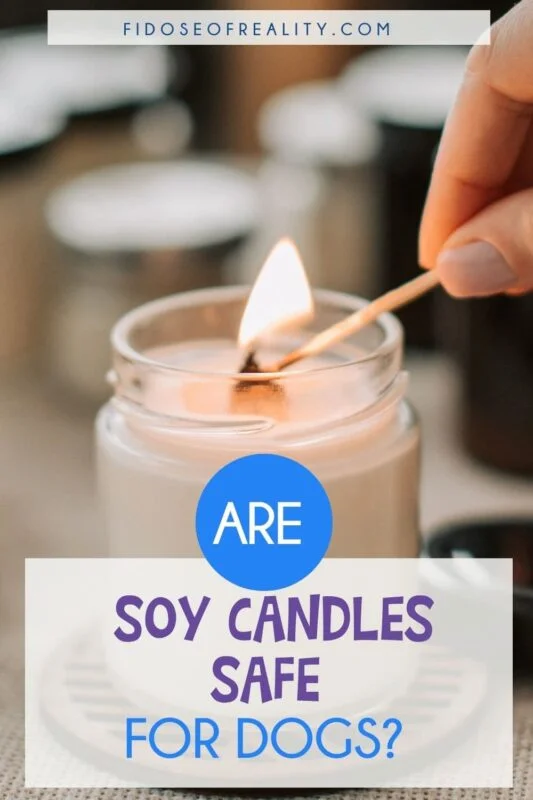Are soy candles safe for dogs?