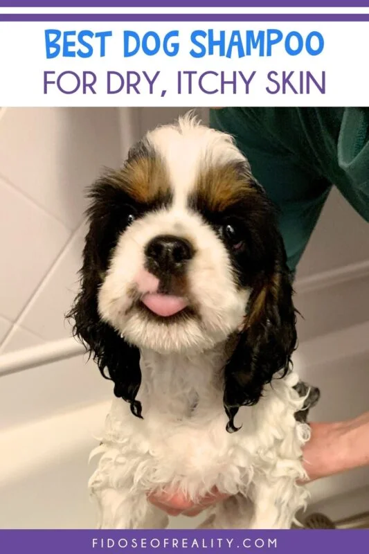 Best dog shampoo for dry itchy skin