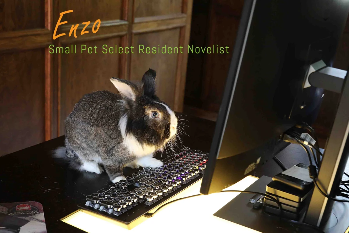 Belinda Says Hay: “A Rabbit Office”