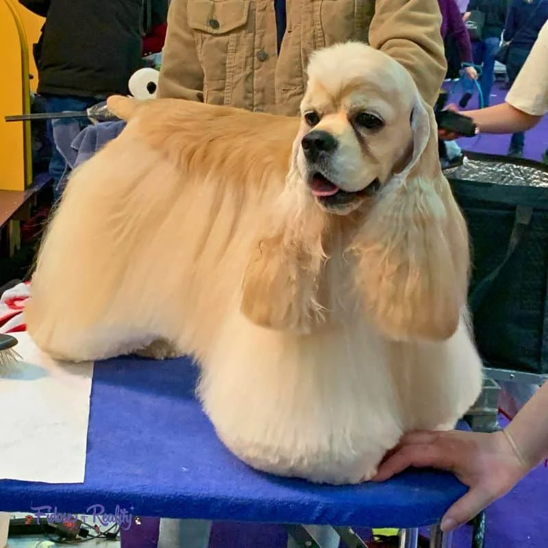 American Cocker Spaniel blonde
