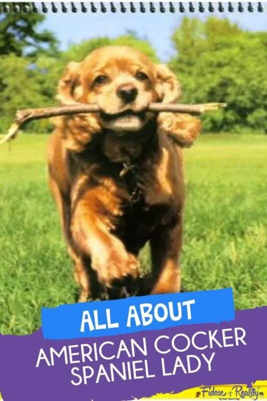 All about American Cocker Spaniel Lady from Lady and the Tramp