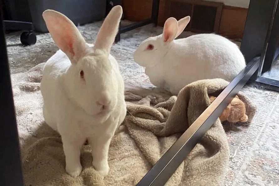 two white bunnies under the compute table