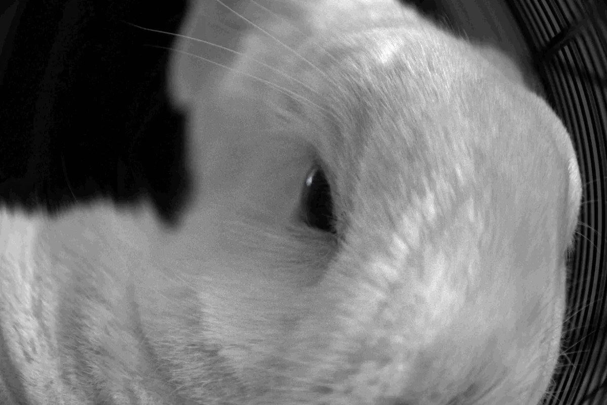Belinda photo by the petsitter
