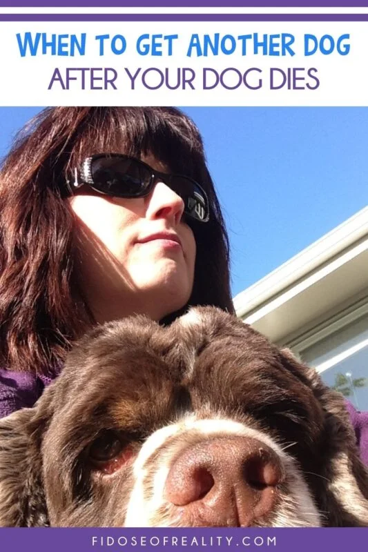 when to get another dog after your dog dies