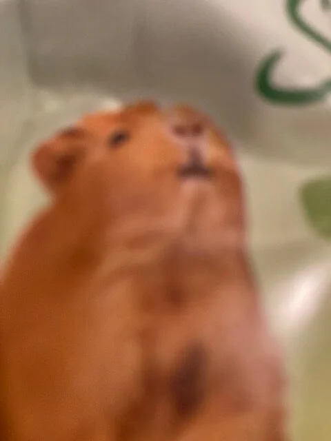 Guinea pig on Healthy Snackers package