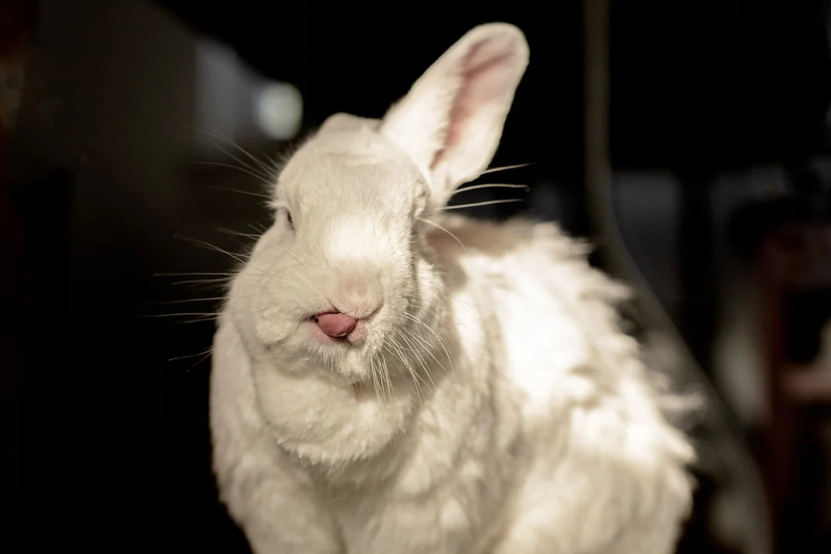 Belinda the spokesrabbit #ModelChallenge Belinda the spokesrabbit #ModelChallenge