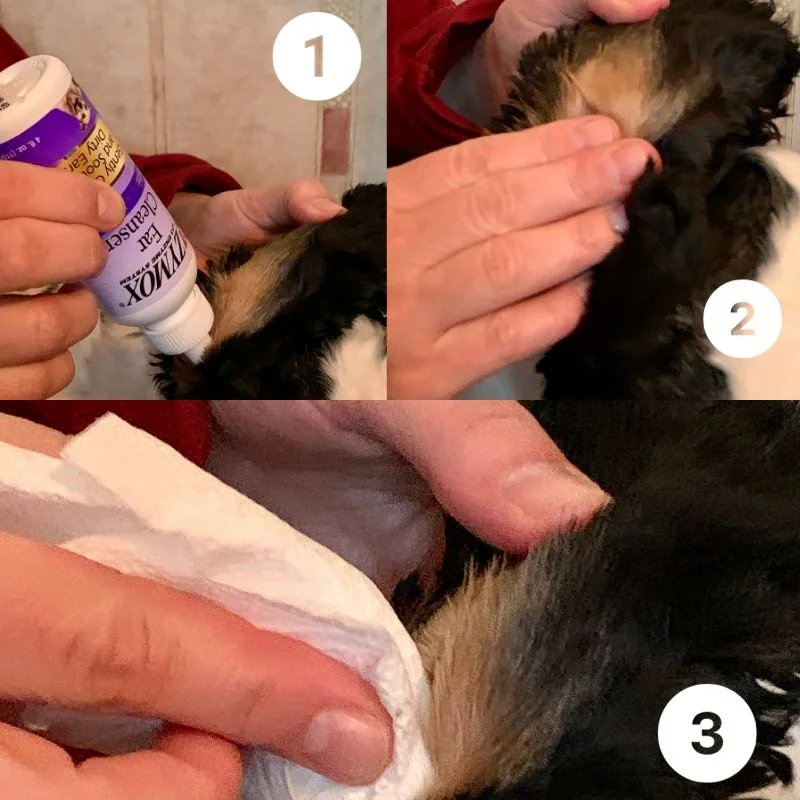 how to clean a Cocker Spaniel ears step by step