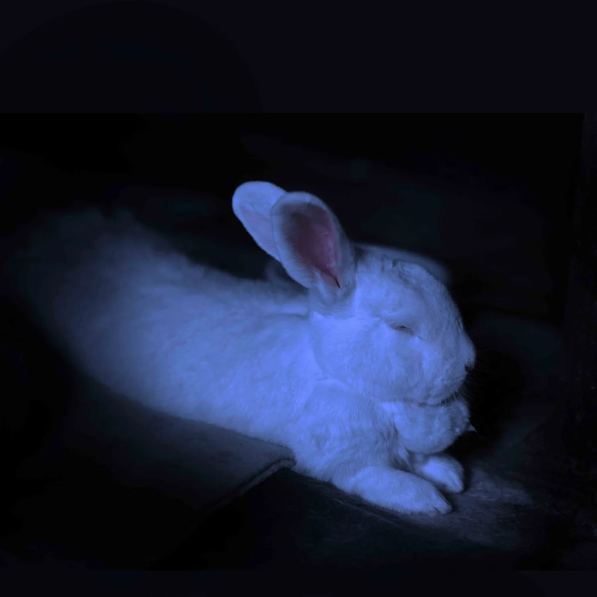 Belinda in the moonlight Belinda the spokesrabbit sleeps in the shadows