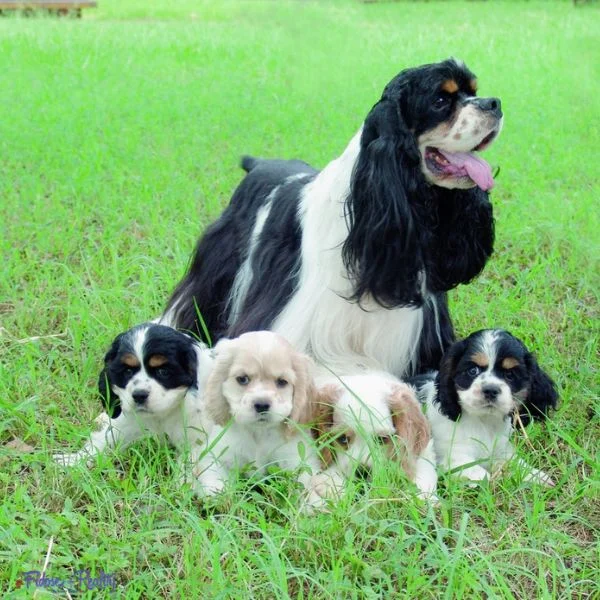 Cocker Spaniels for sale
