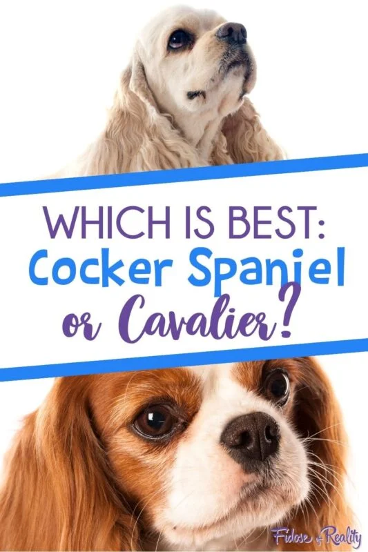 Cocker Spaniel vs King Charles Spaniel: Breed Differences