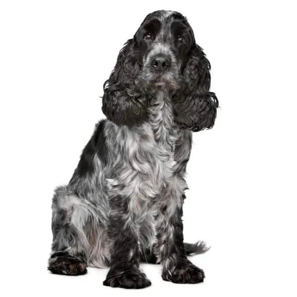 Cocker Spaniel shedding English cocker spaniel