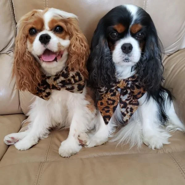 Cavalier king charles spaniels sitting pretty