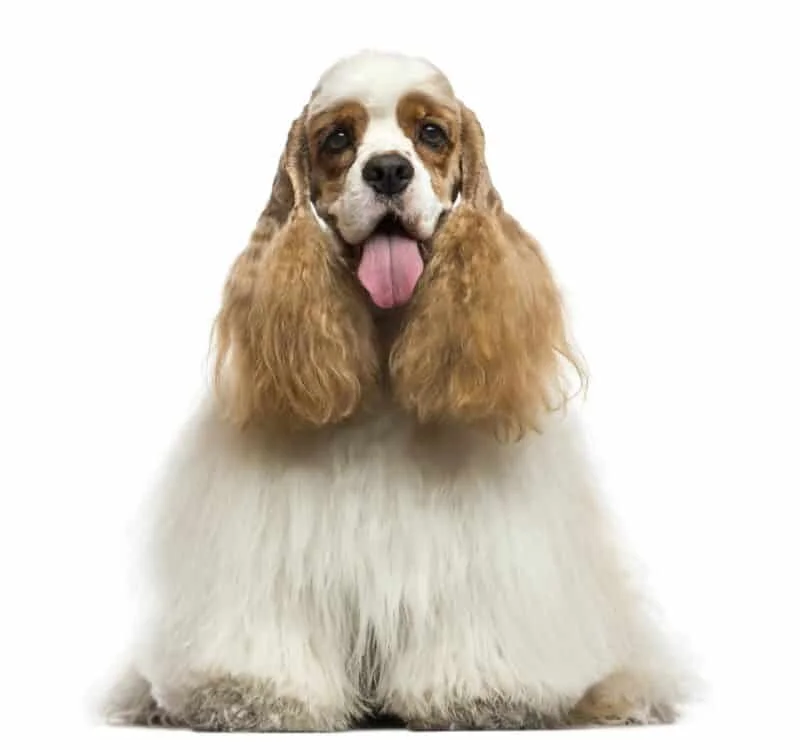 Cocker Spaniel vs Cavalier King Charles Spaniel