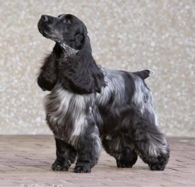 cocker spaniel stacking