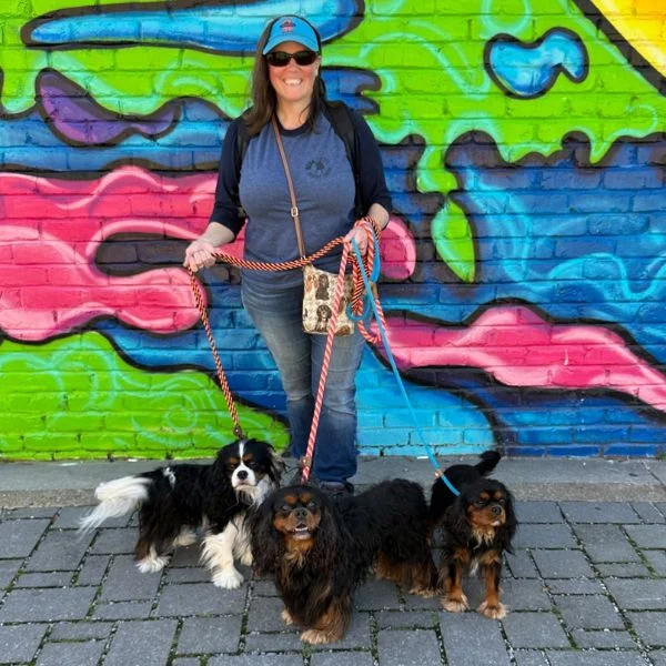 Cavalier King Charles Spaniels walking