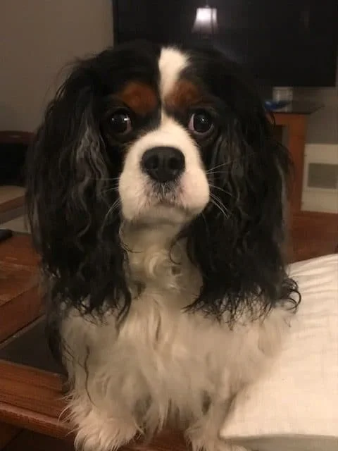 Cavalier King Charles Spaniel with panniculitis