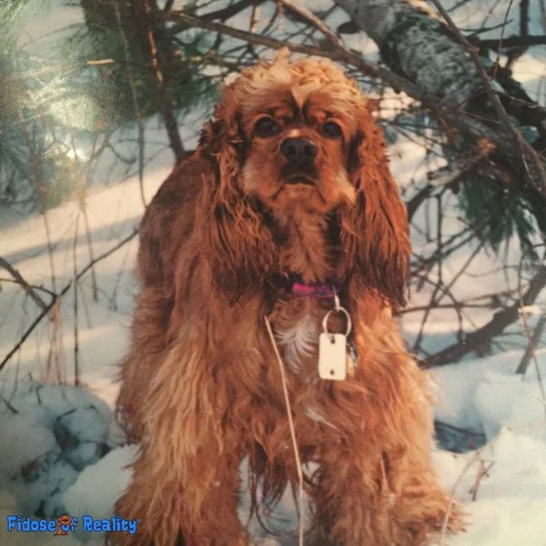 American Cocker Spaniel