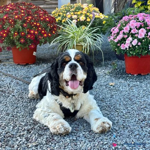 Cocker Spaniel smiling