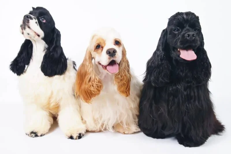 Differences in American v English Cocker Spaniels