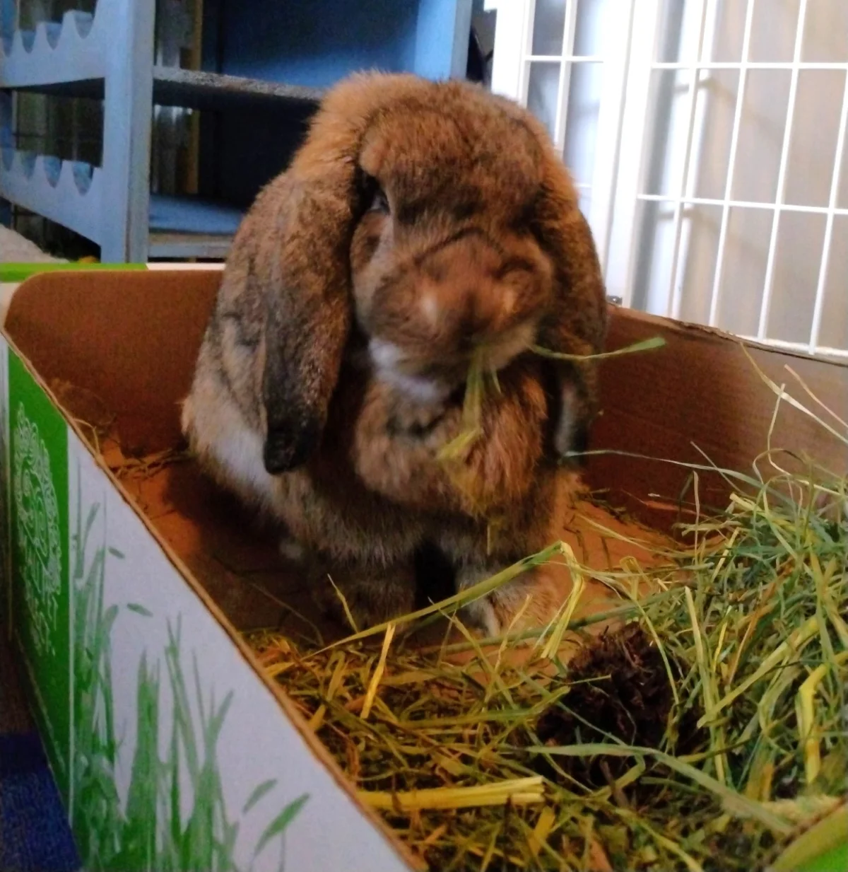 Moon Pie in the hay box