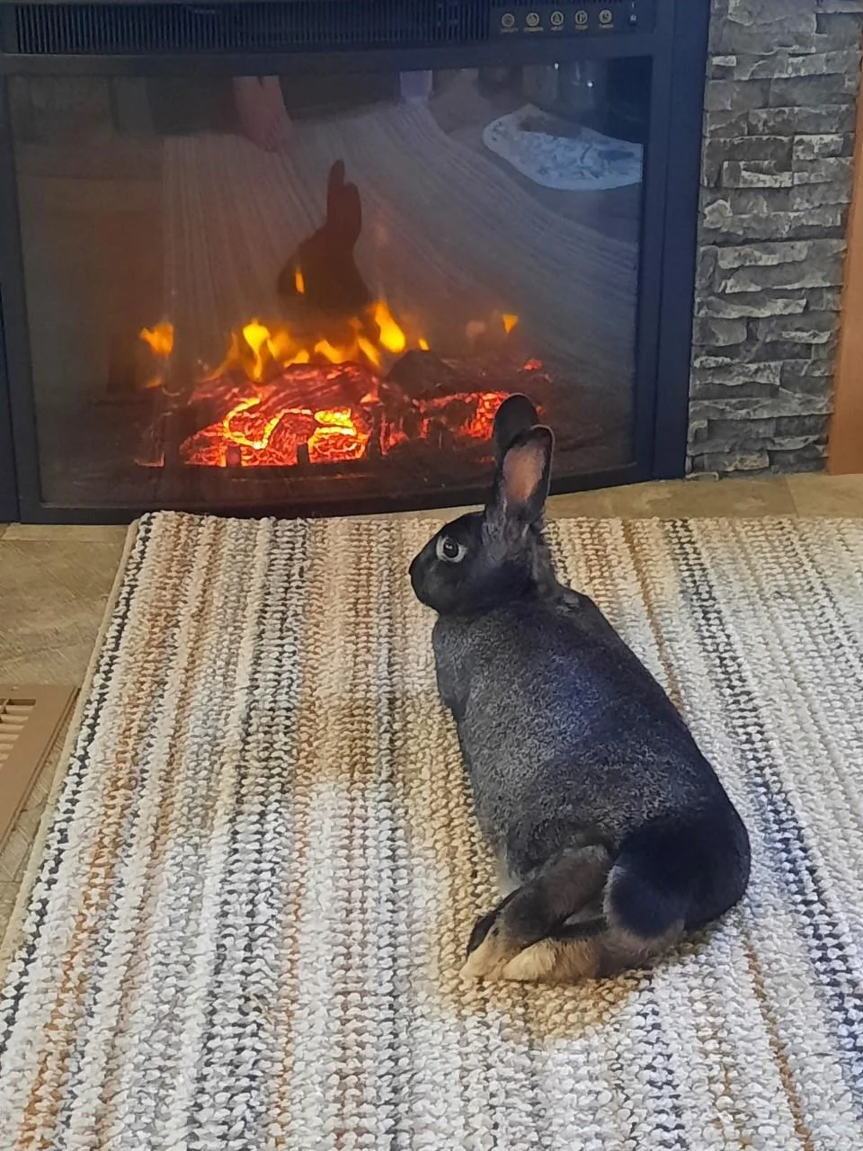 Scout relaxing