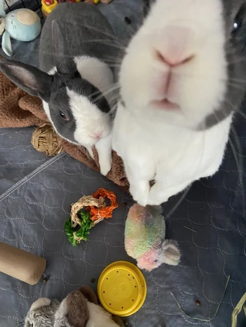 Yoshi and Toshi
