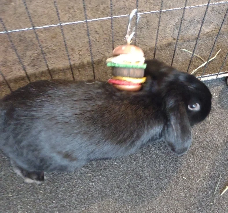 Clover is fast