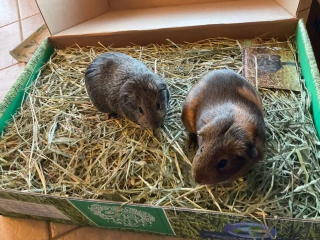 Lola and Mia