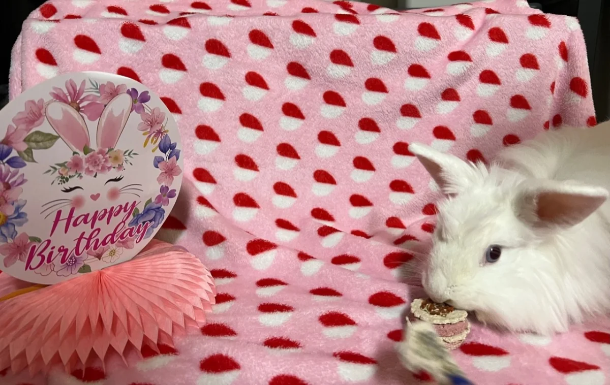 Rose with a treat