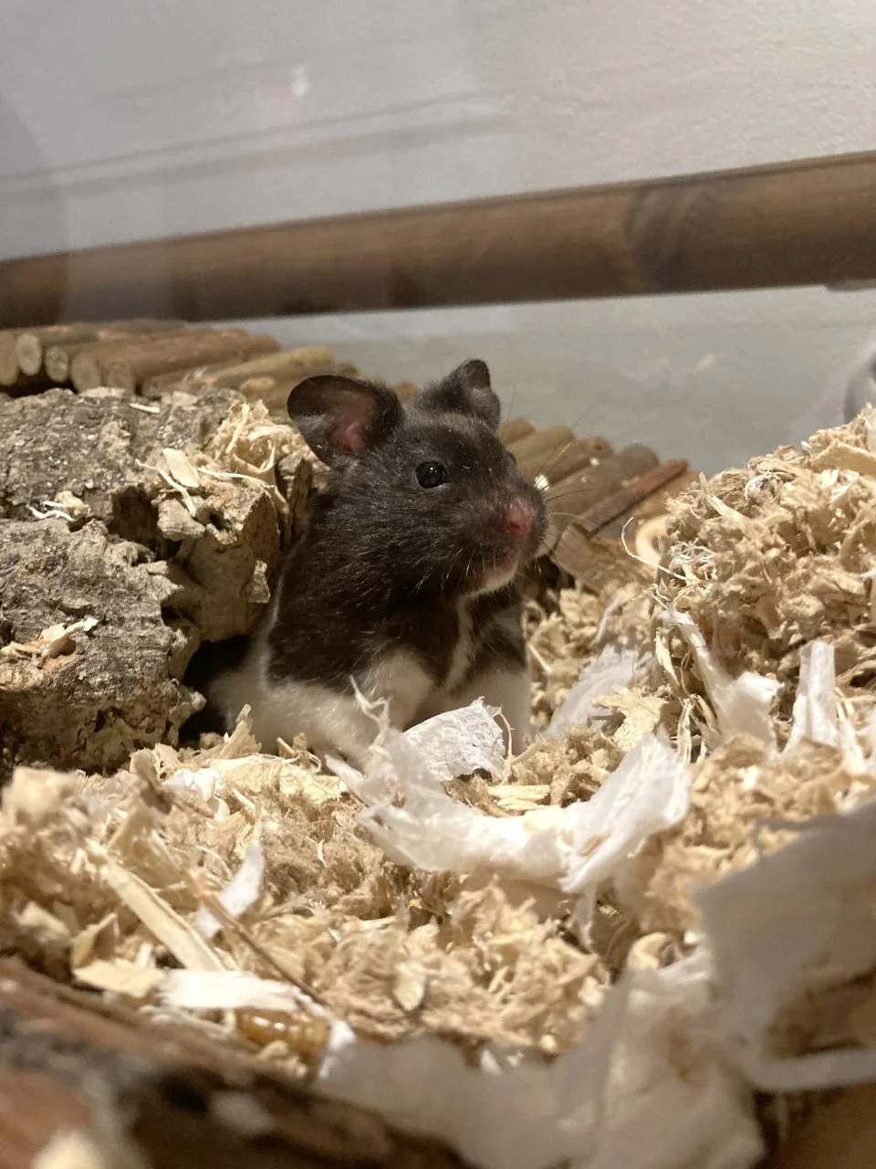 Edwin the Syrian Hamster