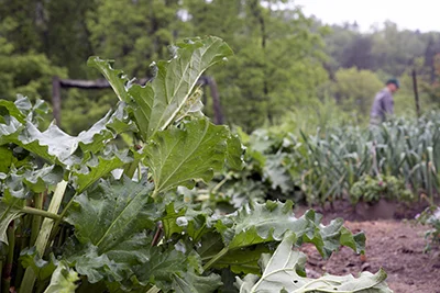 The gardener in the garden