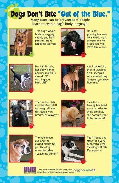 dog body language