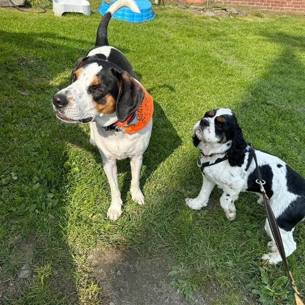 my dog with the other dog who was attacked at the park