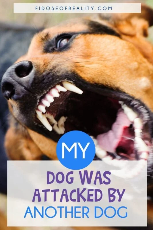 My dog was attacked by another dog at Dog Mountain