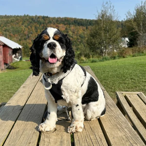my dog was attacked by another dog