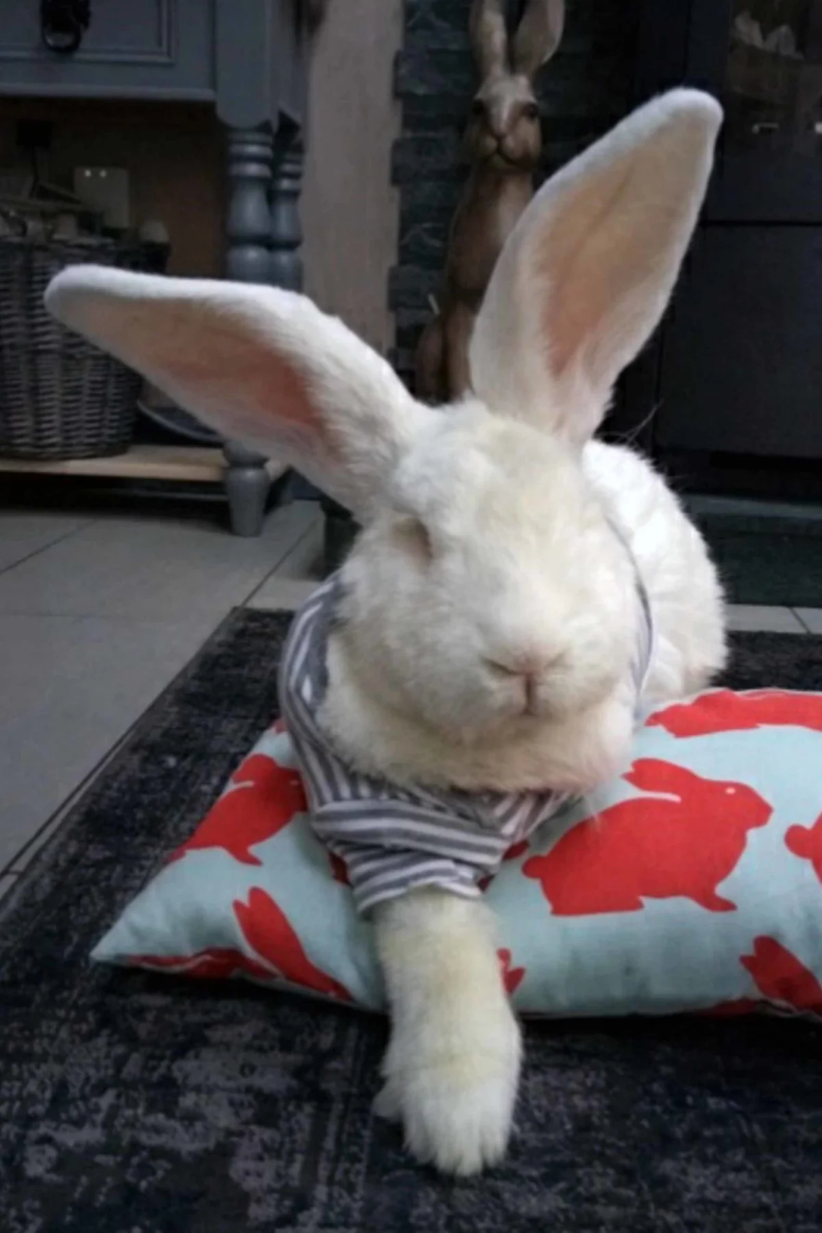 Jester relaxing in his striped medical shirt